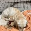 Images de profil de Morgane - Blooming Pets - Petsitting et garde d'animaux Ă domicile