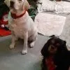 Images de profil de Morgane - Blooming Pets - Petsitting et garde d'animaux Ă domicile