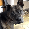 Images de profil de Fiona - Blooming Pets - Petsitting et garde d'animaux à domicile