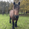 Images de profil de Fiona - Blooming Pets - Petsitting et garde d'animaux à domicile