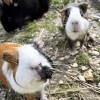 Images de profil de Fiona - Blooming Pets - Petsitting et garde d'animaux à domicile