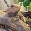 Images de profil de Fiona - Blooming Pets - Petsitting et garde d'animaux à domicile