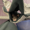 Images de profil de Fiona - Blooming Pets - Petsitting et garde d'animaux à domicile