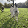 Images de profil de Fiona - Blooming Pets - Petsitting et garde d'animaux à domicile