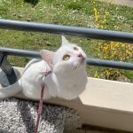 Arwen   European Shorthair (Européen) Femelle - Garde d'animaux à domicile