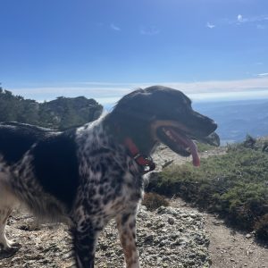 Images de profil de clara - Blooming Pets - Petsitting et garde d'animaux à domicile