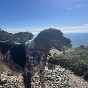Images de profil de clara - Blooming Pets - Petsitting et garde d'animaux à domicile