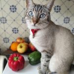 Pito   Siamois Mâle - Garde d'animaux à domicile