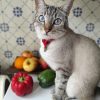 Images de profil de Coraline - Blooming Pets - Petsitting et garde d'animaux à domicile