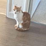Séréna   European Shorthair (Européen) Femelle - Garde d'animaux à domicile