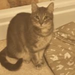 Douceur   European Shorthair (Européen) Femelle - Garde d'animaux à domicile