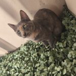 Ruby   Chat de gouttière (Commun) Femelle - Garde d'animaux à domicile