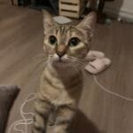 Image de profil de Allyssa - Blooming Pets - Petsitting et garde d'animaux à domicile