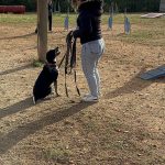 LOKI   Épagneul Breton Mâle stérilisé - Garde d'animaux à domicile