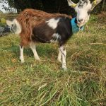 Amende (chèvres des Fossés)   Poitevine Femelle - Garde d'animaux à domicile