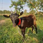 Cajou (chèvres des Fossés)   Poitevine Femelle - Garde d'animaux à domicile