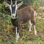 Noisette (chèvre des Fossés)   Poitevine Femelle - Garde d'animaux à domicile