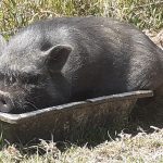 Rillette   Vietnamien Femelle - Garde d'animaux à domicile