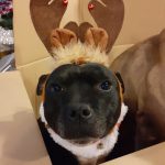 Lucky   Staffordshire Bull Terrier Femelle - Garde d'animaux à domicile