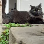 Destinée   Chat de gouttière (Commun) Femelle - Garde d'animaux à domicile