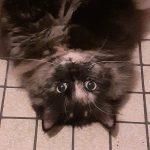 Rickye   Chat de gouttière (Commun) Femelle - Garde d'animaux à domicile