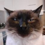 Beldia   Abyssin Mâle stérilisé - Garde d'animaux à domicile