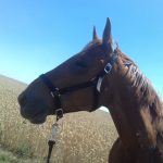 Roxy   Trotteur Français Hongre - Garde d'animaux à domicile