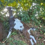Coco (chèvre des Fossés)   Poitevine Femelle - Garde d'animaux à domicile