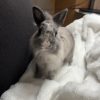 Images de profil de Chloé - Blooming Pets - Petsitting et garde d'animaux à domicile