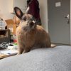Images de profil de Chloé - Blooming Pets - Petsitting et garde d'animaux à domicile