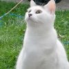 Images de profil de Sarah - Blooming Pets - Petsitting et garde d'animaux à domicile