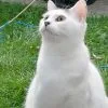 Images de profil de Sarah - Blooming Pets - Petsitting et garde d'animaux à domicile