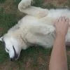 Images de profil de Sarah - Blooming Pets - Petsitting et garde d'animaux à domicile