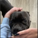 Uzi   Staffordshire Bull Terrier Femelle - Garde d'animaux à domicile