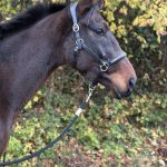 Camavinga   Pur-sang Anglais Hongre - Garde d'animaux à domicile