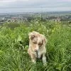 Images de profil de Lea - Blooming Pets - Petsitting et garde d'animaux à domicile