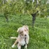 Images de profil de Lea - Blooming Pets - Petsitting et garde d'animaux à domicile