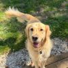 Images de profil de Maela - Blooming Pets - Petsitting et garde d'animaux à domicile