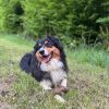Images de profil de Maela - Blooming Pets - Petsitting et garde d'animaux à domicile