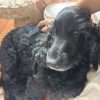 Images de profil de Maela - Blooming Pets - Petsitting et garde d'animaux à domicile