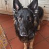 Images de profil de Maela - Blooming Pets - Petsitting et garde d'animaux à domicile