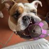 Images de profil de Maela - Blooming Pets - Petsitting et garde d'animaux à domicile