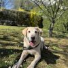 Images de profil de Maela - Blooming Pets - Petsitting et garde d'animaux à domicile