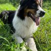 Images de profil de Maela - Blooming Pets - Petsitting et garde d'animaux à domicile