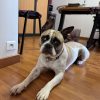 Images de profil de Maela - Blooming Pets - Petsitting et garde d'animaux à domicile
