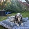 Images de profil de Ariane - Blooming Pets - Petsitting et garde d'animaux à domicile