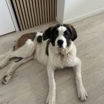 Alpin   Saint-Bernard Mâle - Garde d'animaux à domicile