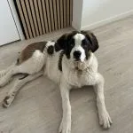 Alpin Alpin Saint-Bernard Mâle - Garde d'animaux à domicile