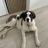 Images de profil de Zoé - Blooming Pets - Petsitting et garde d'animaux à domicile