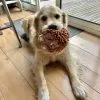 Images de profil de Zoé - Blooming Pets - Petsitting et garde d'animaux à domicile